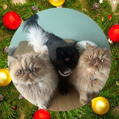 We are Persian kitten brothers who live with their mummy in Wales 😺😺 Our Angel brother is Basil OTRB 19.12.20 🌈♥️ #theaviators #hedgewatch #mogwarts