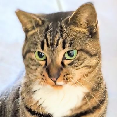 馬鹿。変な下着の看護師。ちくわぶとはんぺん好き。猫に片思い。
noteをたまに書いてる。
→https://t.co/BdEEq4Wx8N