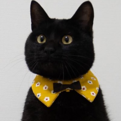 某阪府の愛護センターからやってきたすずり🐾と黒猫グッズ集めが大好きな飼い主です🙌よろしくお願いします🙇♀️(申し訳ありませんがすずりで精一杯なのでクラファン、Youtube等ご支援しかねます🙏)