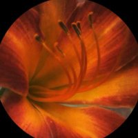 duygu (@goeshometocacta) 's Twitter Profile Photo duygu (@goeshometocacta) 's Twitter Profile Photo