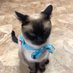 猫あきら (@greatmezame) Twitter profile photo 猫あきら (@greatmezame) Twitter profile photo