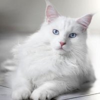 adb (@renmou88) 's Twitter Profile Photo adb (@renmou88) 's Twitter Profile Photo
