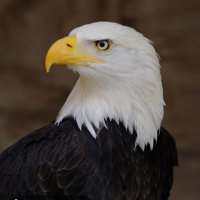 Isa Isa (@mrlove300cc) Twitter profile photo