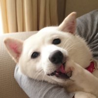 あんこう◂Ⓘ▸𓃝 (@ang_angler) Twitter profile photo