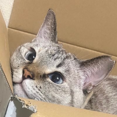 猫と化粧品を愛でつつ、PMDDと闘い続けているアカウント