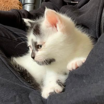 prehistoricpapi's profile picture. 