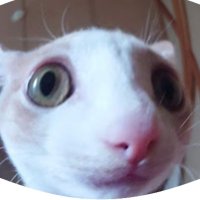 さく之助 (@sakurayama_0801) 's Twitter Profile Photo