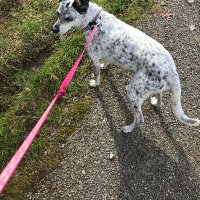 Old Man in the PNW (@svalentineh) 's Twitter Profile