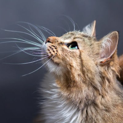 saksham_raj_'s profile picture. 
