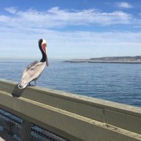 Kiki_in_SD_Ca (@sd2930482618910) 's Twitter Profile