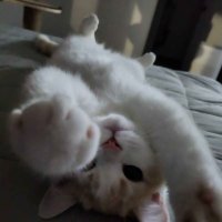 Asdfd (@asdfd_0o) 's Twitter Profile Photo Asdfd (@asdfd_0o) 's Twitter Profile Photo