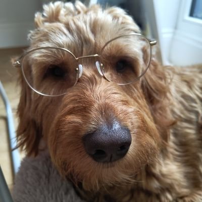 quinsanedotpng's profile picture. me but with fewer followers and more thoughts