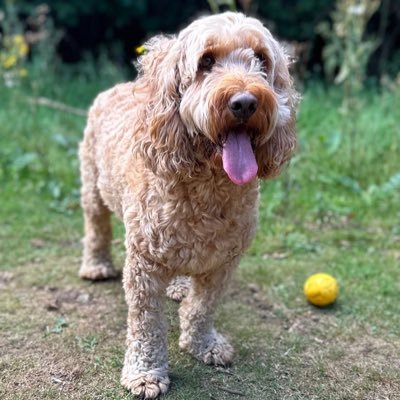 voyeur32333261's profile picture. Loyal