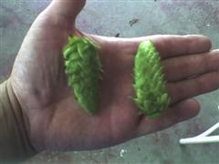 I am holding hops I use to homebrew beer. 99% of my posts are sarcasm. Or, me just being a smart ass. Read that way I think you’ll agree.