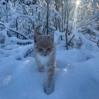 shatter (@notshatter) 's Twitter Profile