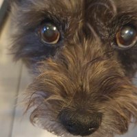 Polly (@pollyschroeter) 's Twitter Profile