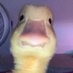 elmiedosiempregana (@calvito_896) Twitter profile photo elmiedosiempregana (@calvito_896) Twitter profile photo