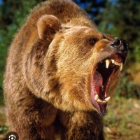Baylor Gal 🐻 (@baylordlp) 's Twitter Profile