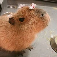 someone (@someon3h3r3) 's Twitter Profile