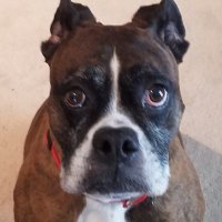 Stefan191 (@stevehoffm61331) 's Twitter Profile
