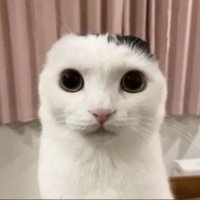 h (@arpalarpi) 's Twitter Profile
