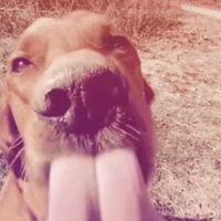 steve (@steven11_1) 's Twitter Profile
