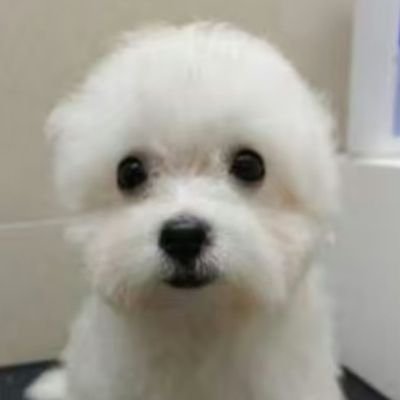 Woxiaoo's profile picture. meow star with 哈比Happy。我非常喜欢小猫（它很开心）。哇! 我真开心。🐱
哦！有多少猫（哈比,维C,维E,蛋白）。我也喜欢bking🐶。开心家人们