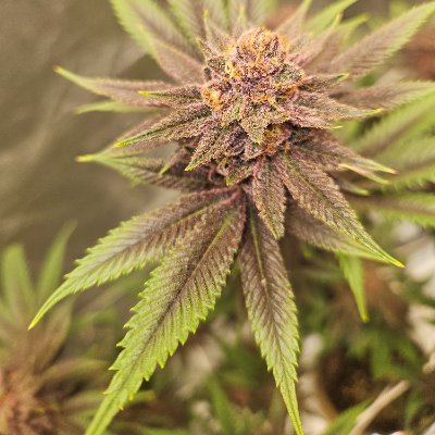 Pocket
Home Grower 🏡 Kings Gold Genetics. PSGX, BlueskiesVienna 💪and of course some of my own 🤙
XRP make me!
