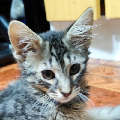 Benjaminfaund25's profile picture. Amante de la tecnología, y amor a los gatitos y tambien de los Aviones 😁💙