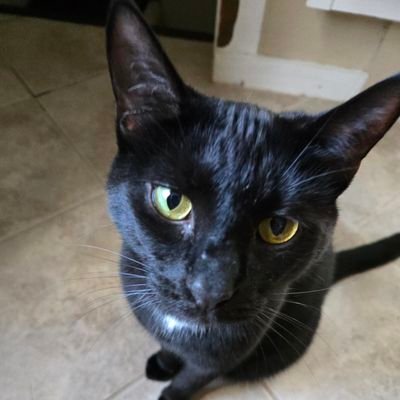 kylesolomonnn's profile picture. NPC