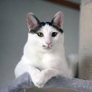 ヒロシ (@titeridebugu395) 's Twitter Profile