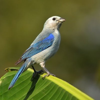 AveVenezuela's profile picture. 