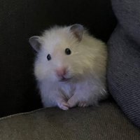 きなこもち (@mochomochi86) Twitter profile photo