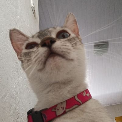 🏳️🌈 Um instante apenas
🎁 Tenho gatinhos e cachorros