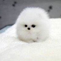 Puppy (Following Everyone Back) (@puppybtw_) 's Twitter Profile