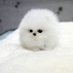 Puppy (Following Everyone Back) (@puppybtw_) Twitter profile photo Puppy (Following Everyone Back) (@puppybtw_) Twitter profile photo