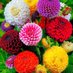 Yoruba Flower❤️ (@flower35524042) Twitter profile photo Yoruba Flower❤️ (@flower35524042) Twitter profile photo