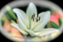 lily_comic_bot's profile picture. 百合コミックのセリフや帯の中でグッときたものを選抜。中の人の独断と偏見で選びました。作品紹介もちょこっと。※ネタバレ、エロあり！ さよならはブロックで。誤字等見つけ次第お知らせください。特定の言葉に反応します(返信のみ有効)　※金銭的な問題でセリフ追加は2015/8〜になります...ごめんなさい！