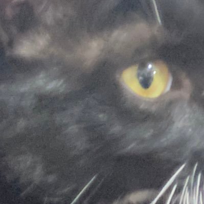 konnitiwassyoi0's profile picture. 成人済👩見る専