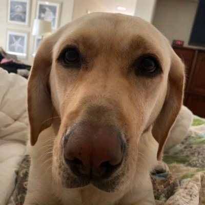 Alectraluv's profile picture. Spunky female Labrador! Loves ear scratches and honey crisp apples
