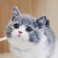 scatcdm (@scatcd15201) 's Twitter Profile