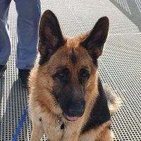 Debbie Yolland (@melbdees) 's Twitter Profile