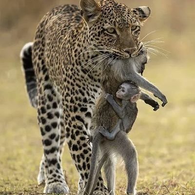 antokutcher's profile picture. Committed to better my world  by my little wisdom and judgement.