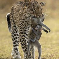 @Antony M.K (@antokutcher) 's Twitter Profile