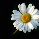 Rachael Lamb - @RachaelLamb69 - Twitter