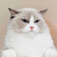 That Little Puff (@littlepuffcto__) 's Twitter Profile