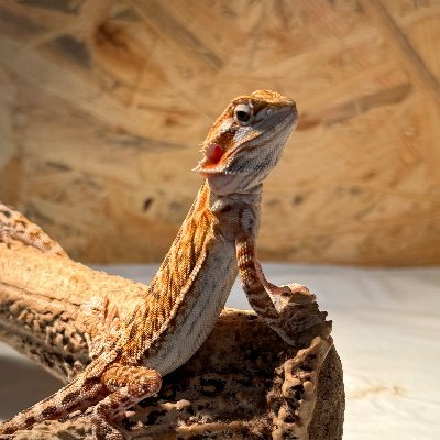 沖縄で国産オオクワガタをメインにブリードしています。国産オオクワガタの艶消し血統「霞」作出中。極太もやってます。 飼育目標 石川県産オオクワガタ80mm キュウシュウヒメオオ55mm 長崎県産ヒラタ70mm