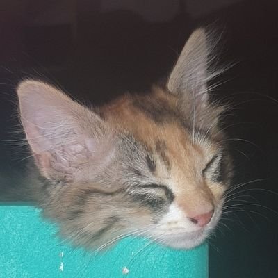 slurpnado's profile picture. twitch streamer, youtuber and vinh lang enthusiast