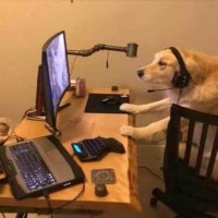 out of context dogs (@contextdogs) 's Twitter Profile Photo out of context dogs (@contextdogs) 's Twitter Profile Photo