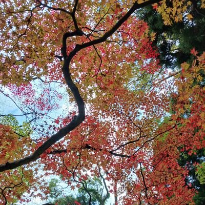 tranquilo_oto's profile picture. 